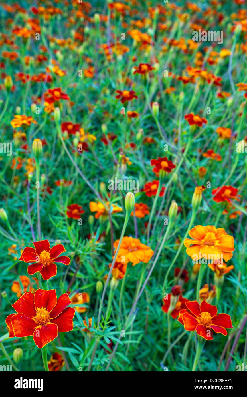 Fiori ai Butchart Gardens di Brentwood Bay, British Columbia Foto Stock