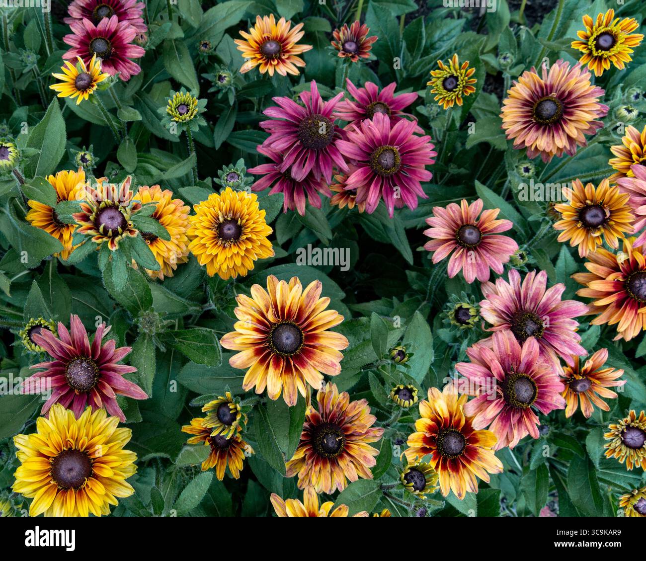Fiori ai Butchart Gardens di Brentwood Bay, British Columbia Foto Stock