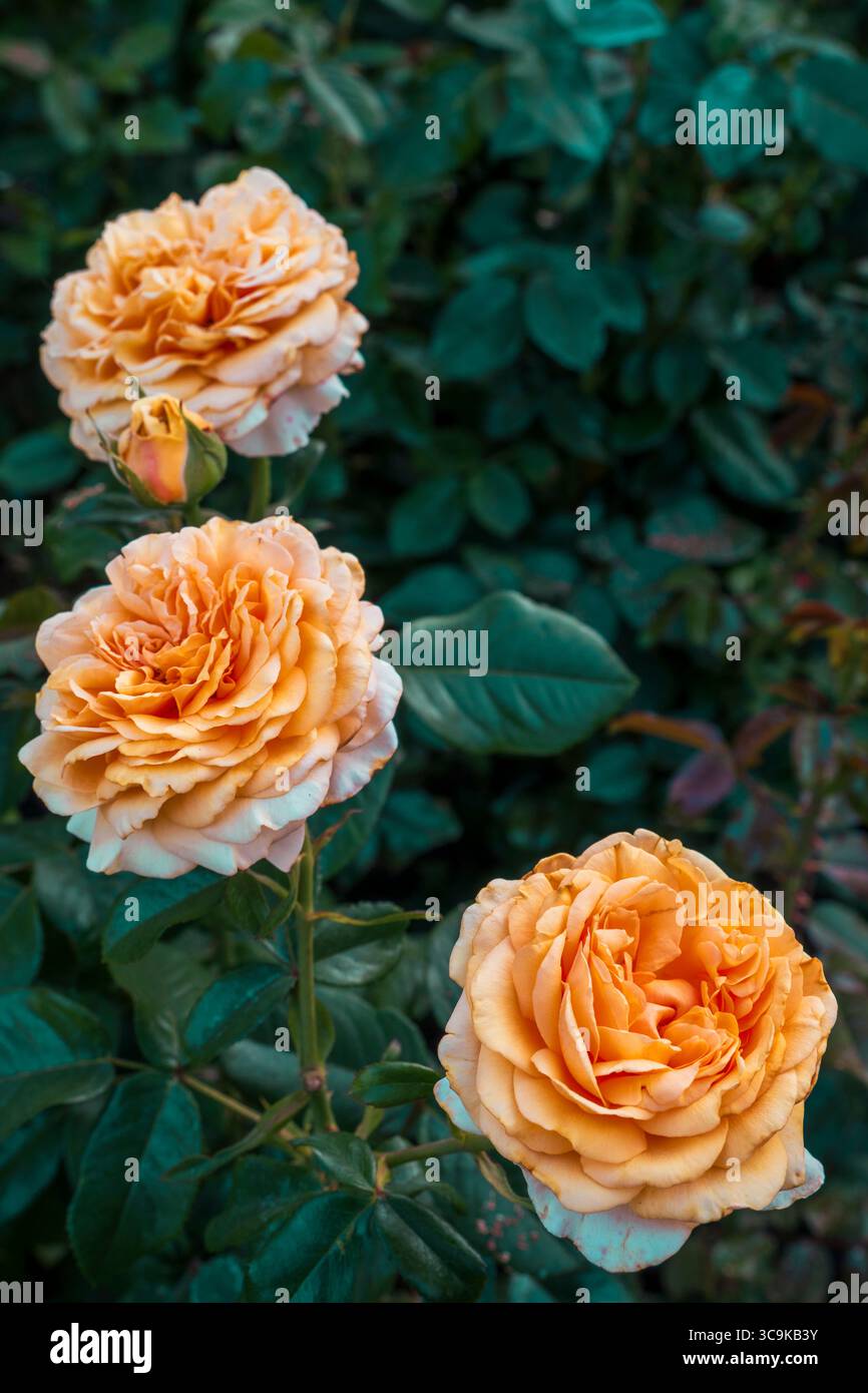 Fiori ai Butchart Gardens di Brentwood Bay, British Columbia Foto Stock