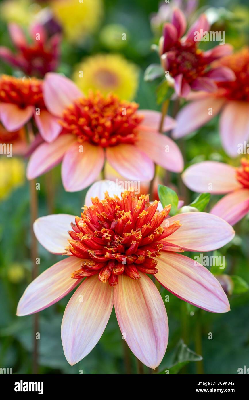 Fiori ai Butchart Gardens di Brentwood Bay, British Columbia Foto Stock