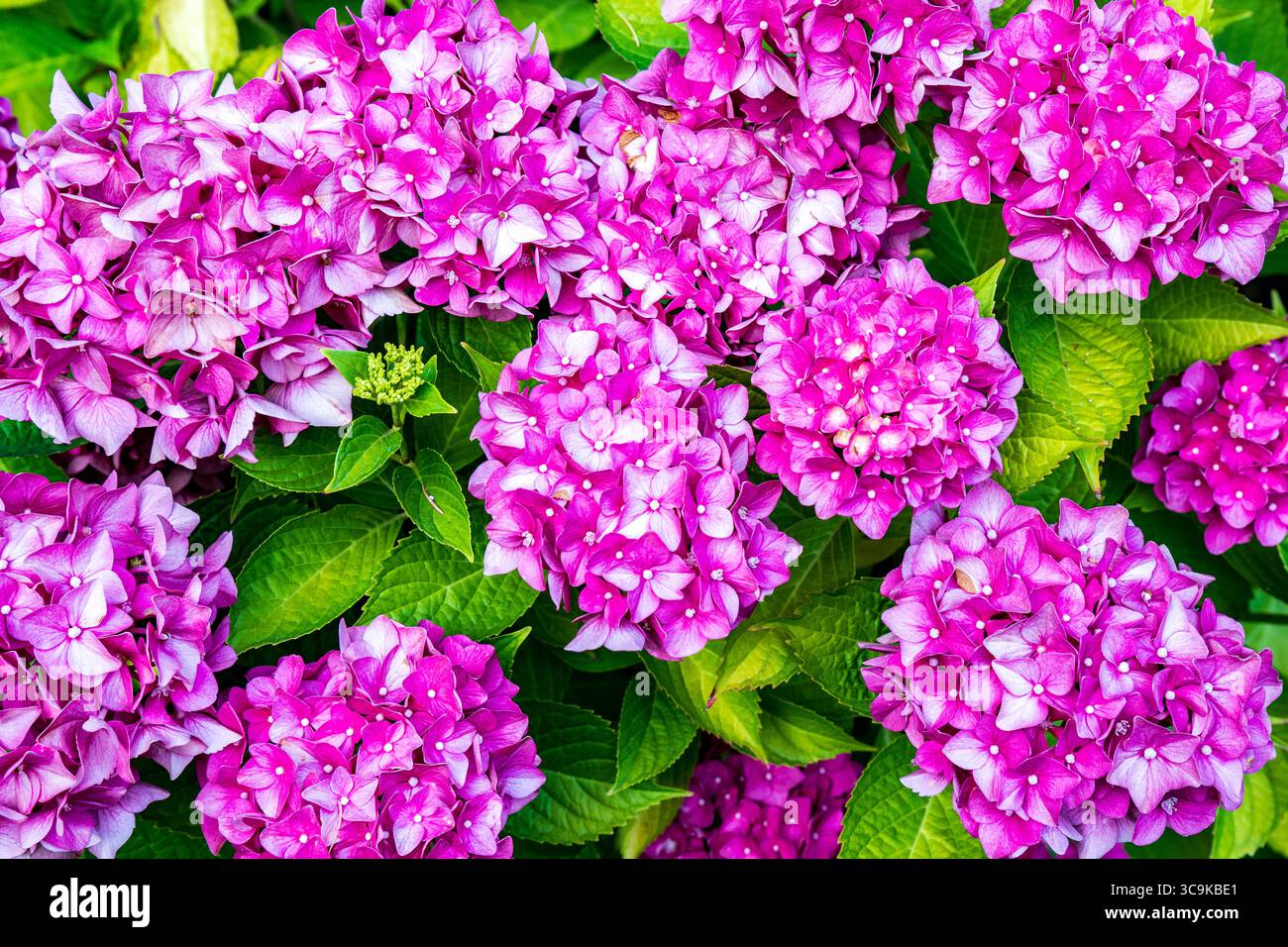 Fiori ai Butchart Gardens di Brentwood Bay, British Columbia Foto Stock