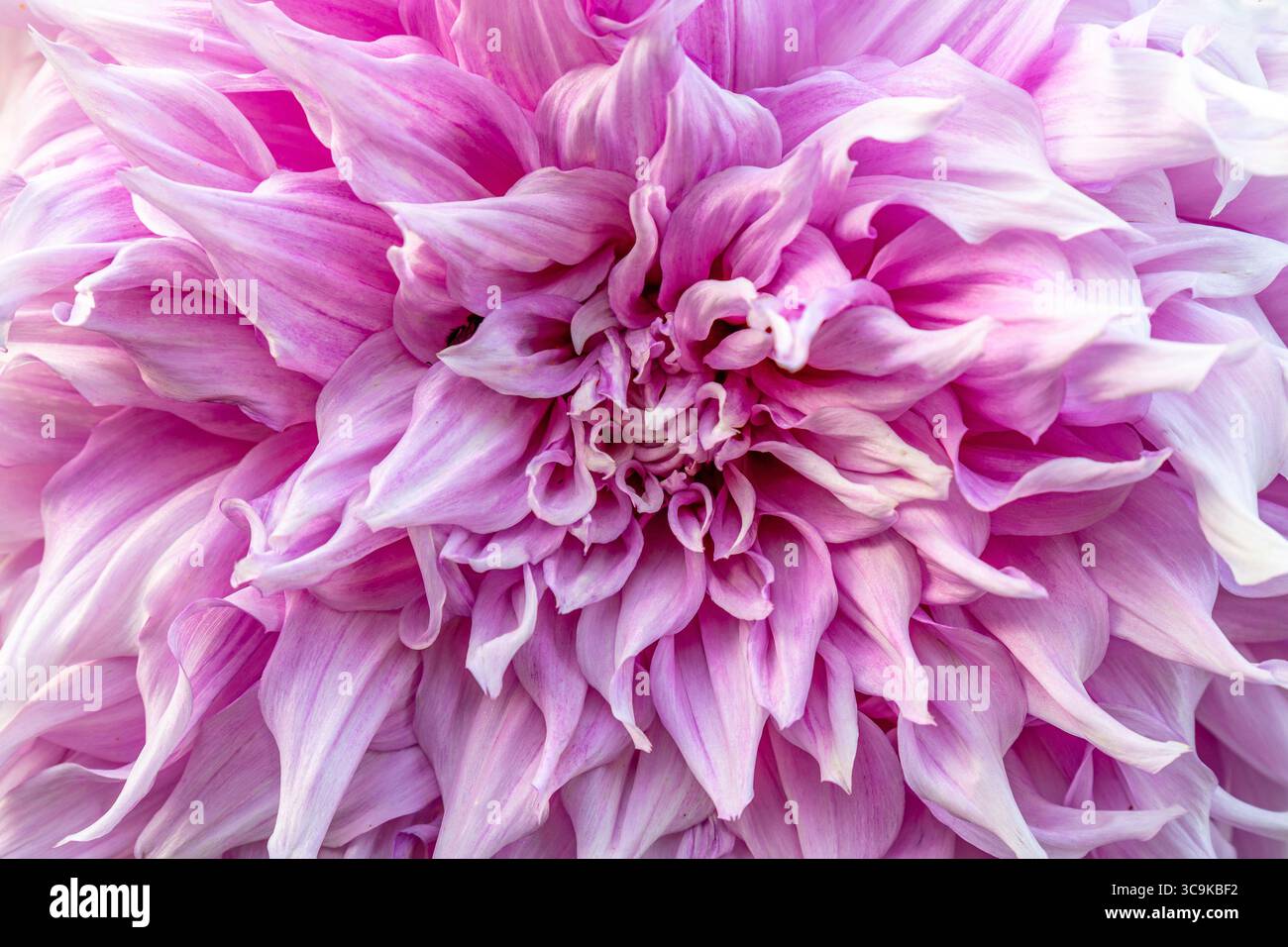 Fiori ai Butchart Gardens di Brentwood Bay, British Columbia Foto Stock