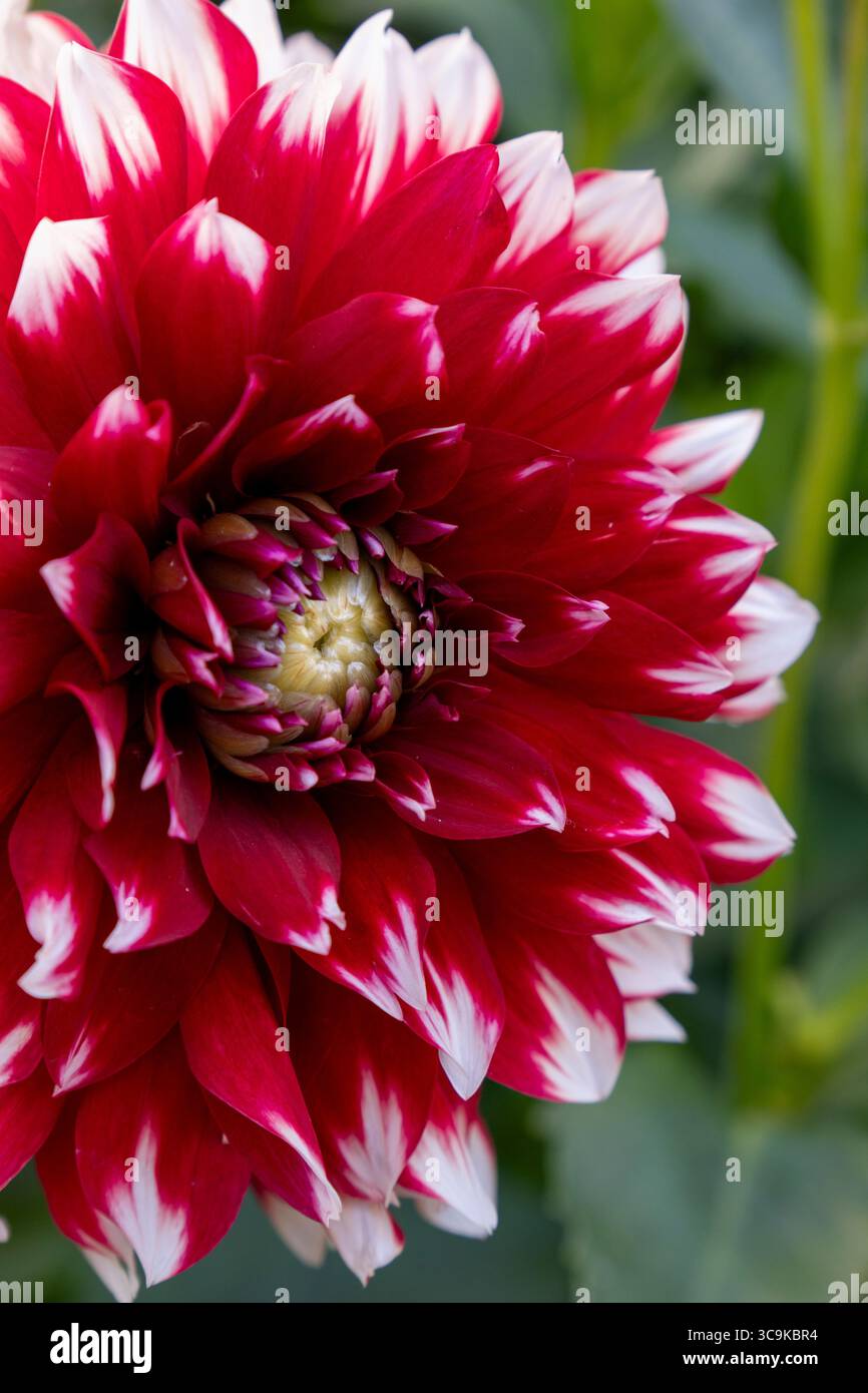 Fiori ai Butchart Gardens di Brentwood Bay, British Columbia Foto Stock