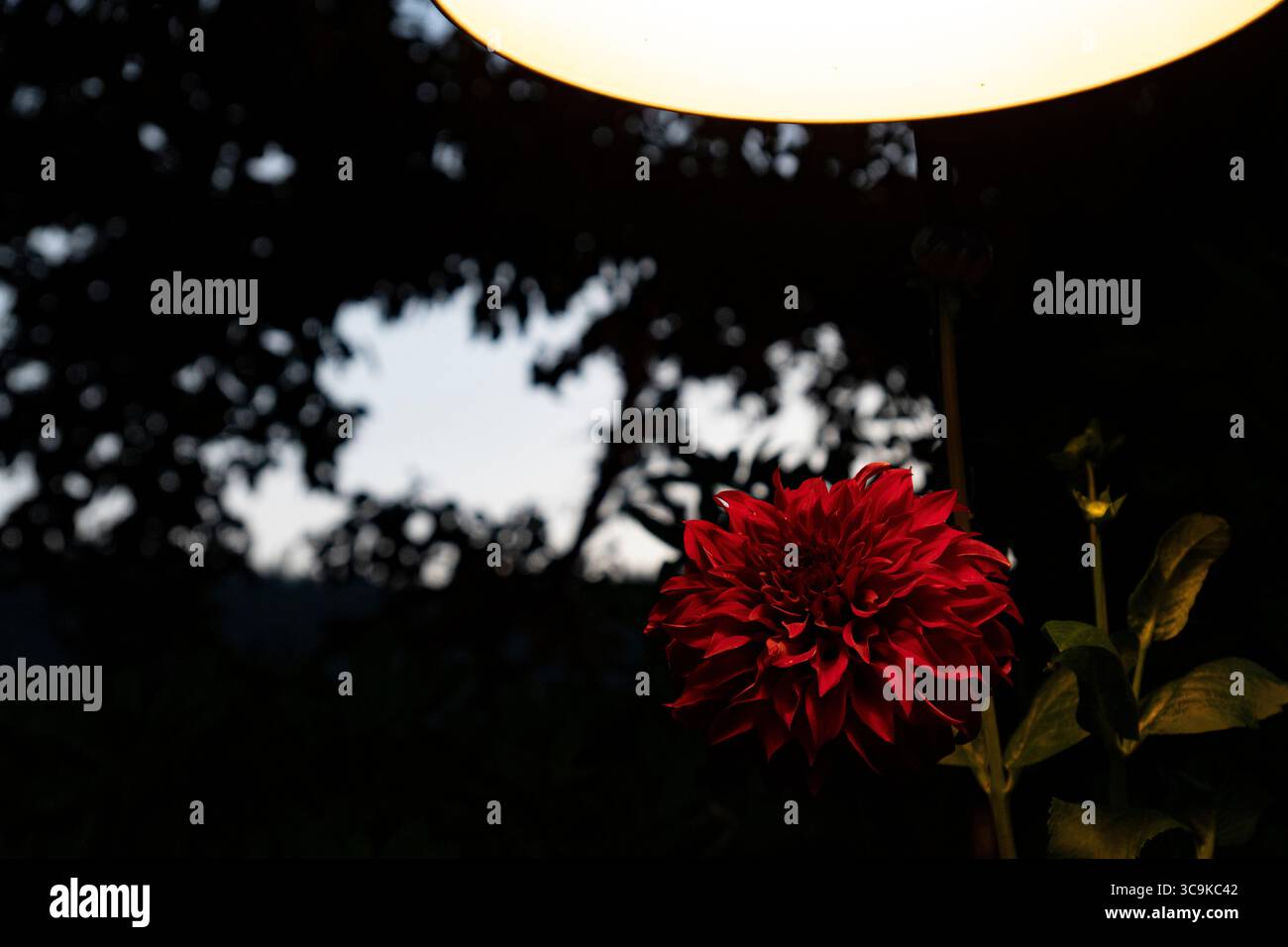 Fiori ai Butchart Gardens di Brentwood Bay, British Columbia Foto Stock