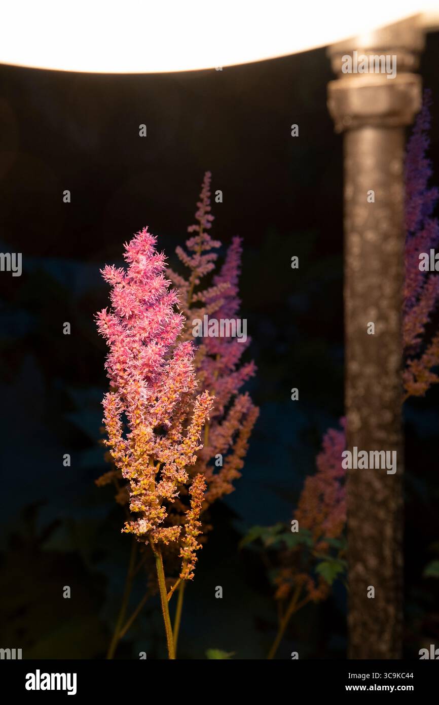 Fiori ai Butchart Gardens di Brentwood Bay, British Columbia Foto Stock