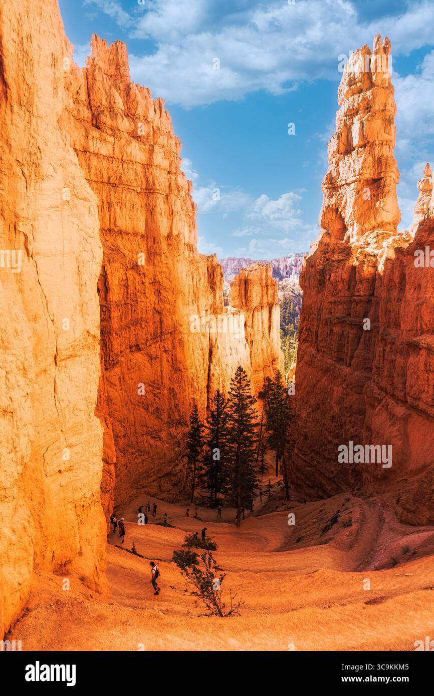 Wall Street nel Bryce Canyon National Park è un percorso molto popolare. Il tranquillo paesaggio offre esplorazione e stupore per gli escursionisti. Foto Stock