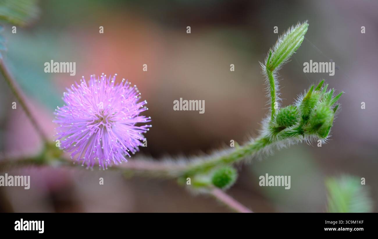 Un delicato fiore rosa putri malu (Mimosa pudica) si distingue per il suo aspetto unico e fuzzy, simbolo della sottile bellezza e sensibilità della natura. Foto Stock