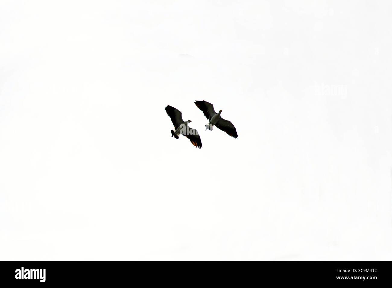 16 marzo 2022, Sydney, nuovo Galles del Sud, Australia: Un paio di australiani Masked Lapwings (Vanellus Miles) in volo a Sydney, NSW, Australia. I Lapwings mascherati sono grandi uccelli che vivono a terra e che sono strettamente imparentati con i trampolieri. Sono facili da identificare grazie ai loro grandi wattles gialli che coprono il viso e allo sperone spinoso che proietta dal polso su ogni ala. Il Lapwing mascherato è comune nei campi australiani e nelle terre aperte ed è noto per il suo comportamento difensivo durante la stagione dei nidi. (Immagine di credito: © Tara Malhotra/ZUMA Press Wire) Foto Stock