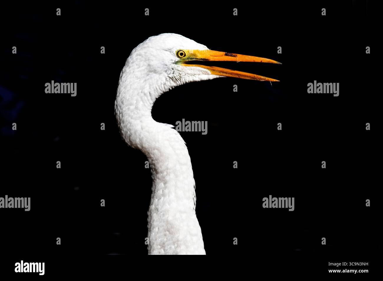 6 agosto 2022, Sydney, nuovo Galles del Sud, Australia: Great Egret (Ardea alba) in un parco faunistico a Sydney, nuovo Galles del Sud, Australia. Il Great Egret è un grande uccello d'acqua bianca con becco giallo. Il becco diventa molto scuro quasi nero durante la stagione riproduttiva, e la pelle sul viso diventa verdastra. Cresce anche lunghi pennacchi sulla schiena durante la stagione riproduttiva. Tutte le garze sono membri della famiglia degli aironi. (Immagine di credito: © Tara Malhotra/ZUMA Press Wire) Foto Stock