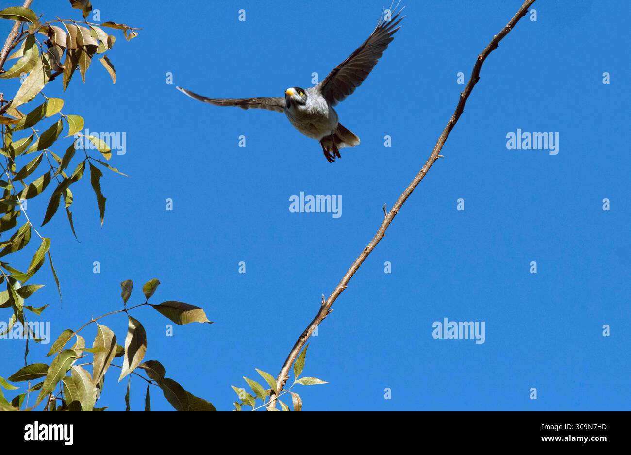 9 giugno 2022, Sydney, nuovo Galles del Sud, Australia: Australian Noisy Miner (Manorina melanocephala) decolla da un albero a Sydney, nuovo Galles del Sud, Australia. Il minatore rumoroso è un uccello della famiglia degli alveari, i Meliphagidae, ed è endemico dell'Australia orientale e sud-orientale. Questo minatore è un uccello grigio, con una testa nera, becco e piedi giallo-arancio, una caratteristica striscia gialla dietro l'occhio e punte bianche sulle piume della coda. Aggressivo e territoriale; vive nelle colonie e difende vigorosamente i territori da qualsiasi cosa si muova. (Immagine di credito: © Tara Malhotra/ZUMA Press Wire) Foto Stock