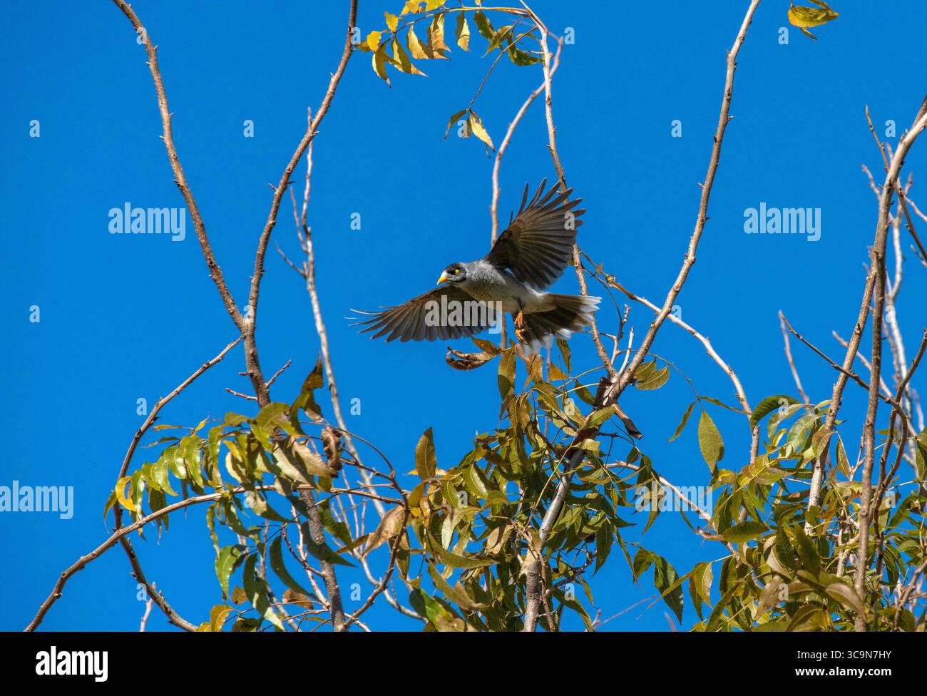 11 giugno 2022, Sydney, nuovo Galles del Sud, Australia: Australian Noisy Miner (Manorina melanocephala) decolla da un albero a Sydney, nuovo Galles del Sud, Australia. Il minatore rumoroso è un uccello della famiglia degli alveari, i Meliphagidae, ed è endemico dell'Australia orientale e sud-orientale. Questo minatore è un uccello grigio, con una testa nera, becco e piedi giallo-arancio, una caratteristica striscia gialla dietro l'occhio e punte bianche sulle piume della coda. Aggressivo e territoriale; vive nelle colonie e difende vigorosamente i territori da qualsiasi cosa si muova. (Immagine di credito: © Tara Malhotra/ZUMA Press Wire) Foto Stock