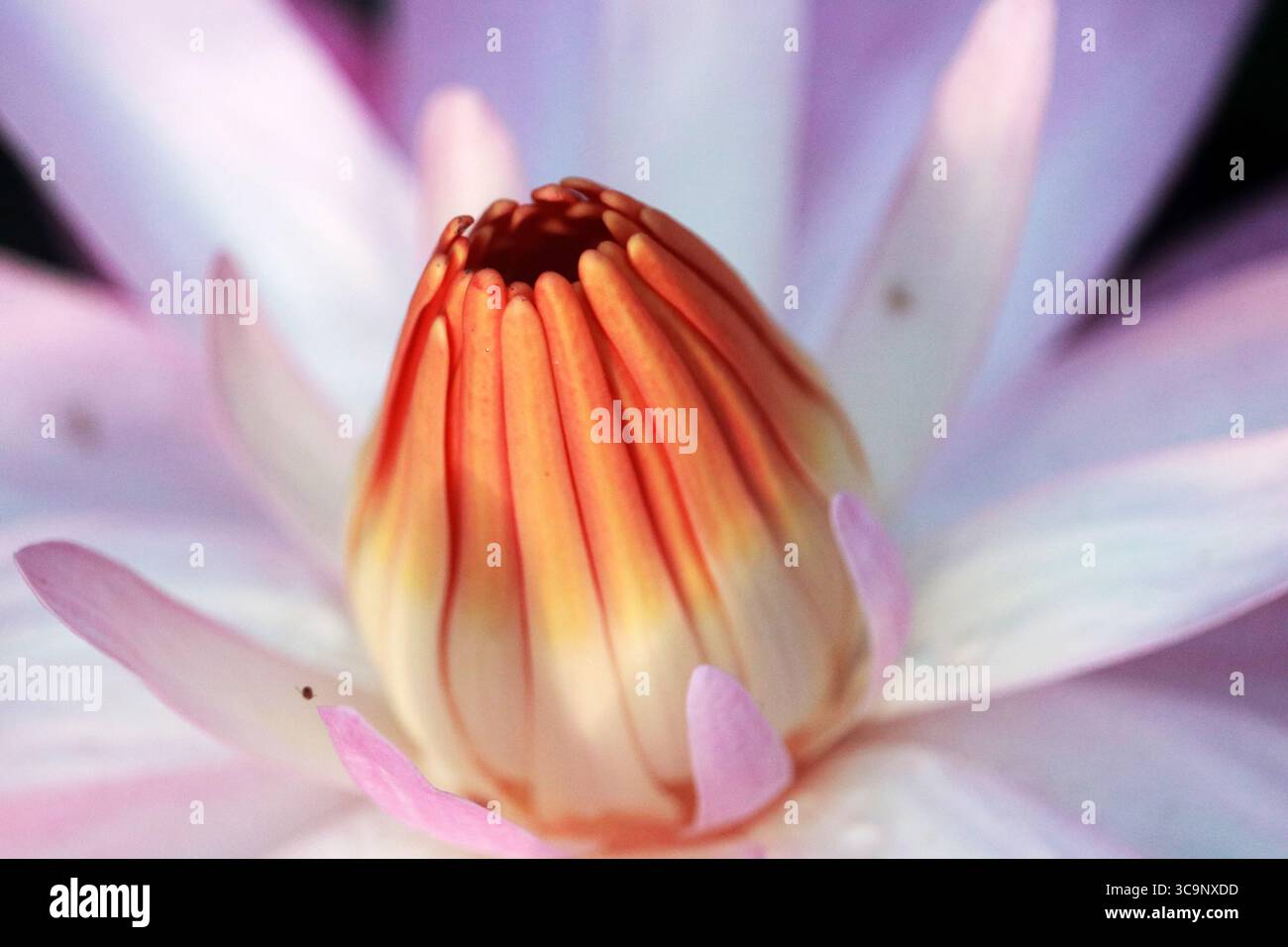 Waterlily: Fiori e foglie si trovano sulla superficie dell'acqua, emergendo da steli provenienti da rizomi sul fondo dello stagno Foto Stock