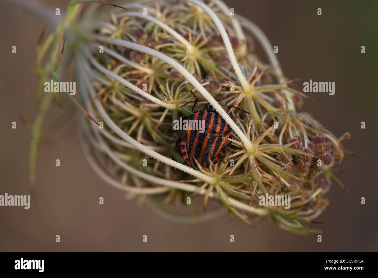 Foto macro di un bug Graphosoma lineatum a righe rosse e nere che riposa su una testa di fiore di carota selvatica, una vivace entomologia e un concetto di fotografia naturalistica. Foto Stock