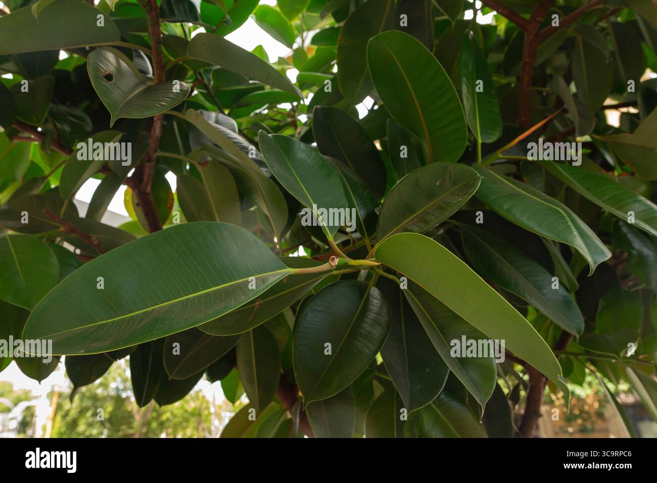 Primo piano di foglie di Ficus elastica verde brillante, piante di gomma tropicale utilizzate per l'arredamento e il paesaggio degli interni, struttura naturale del fogliame. Foto Stock