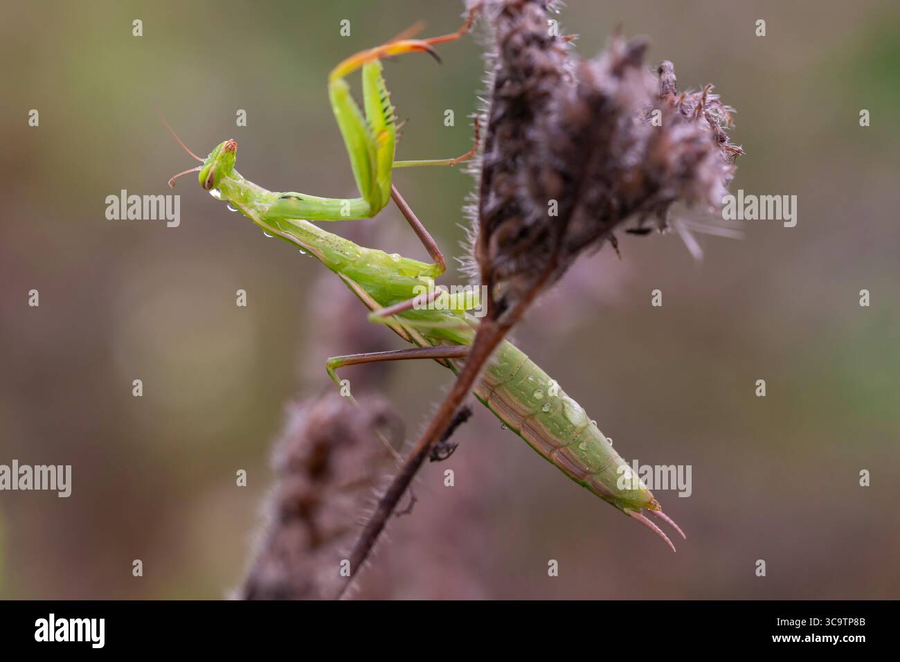 mantide di preghiera verdi appoggiate su una pianta appassita, ricoperta di rugiada, con texture dettagliate e fondo morbido. Foto Stock