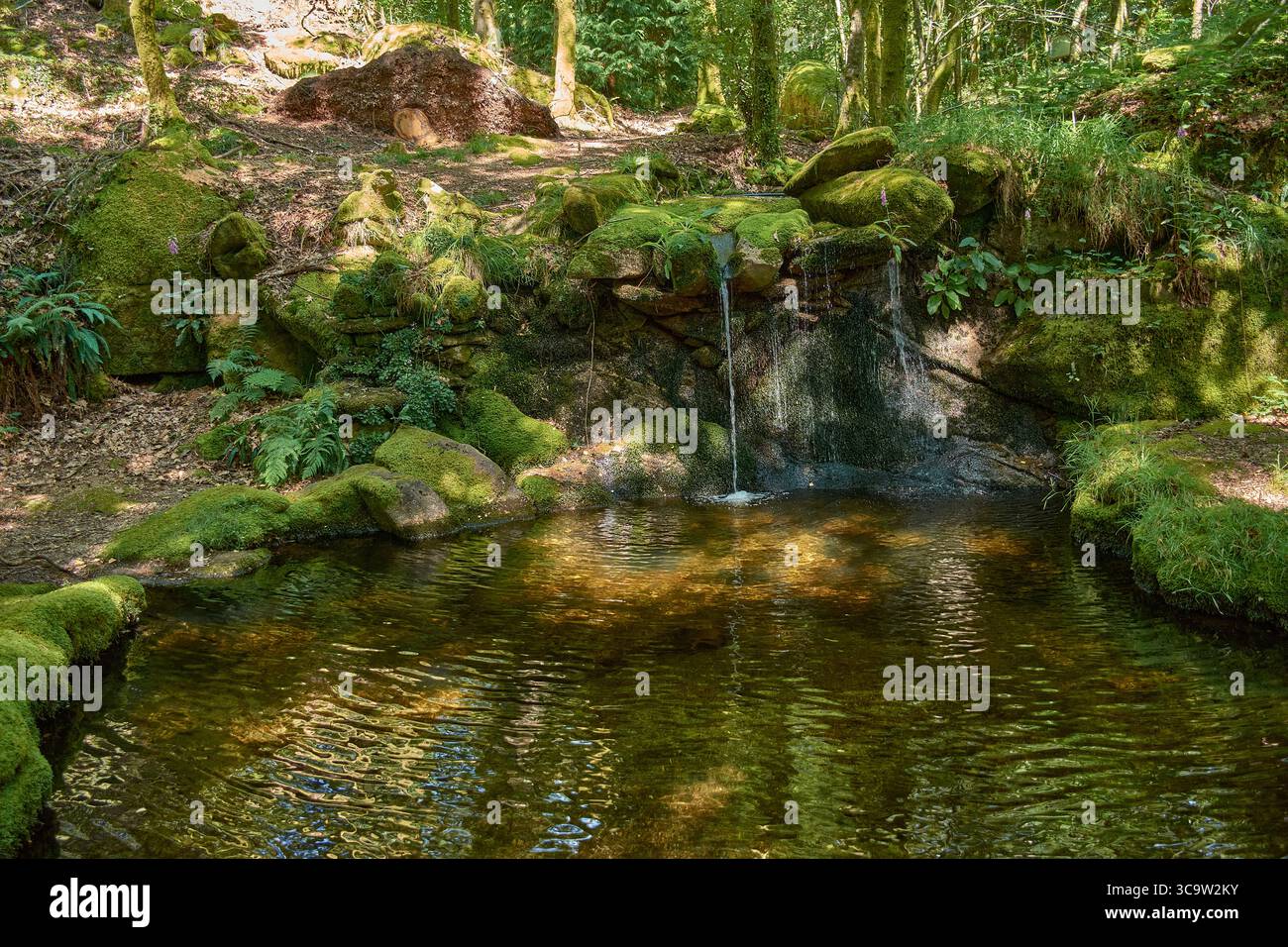 Ambiente tranquillo nel cuore del Parco naturale del Monte Aloia, con una piscina cristallina circondata da fitta vegetazione, muschio e alberi alti. Foto Stock