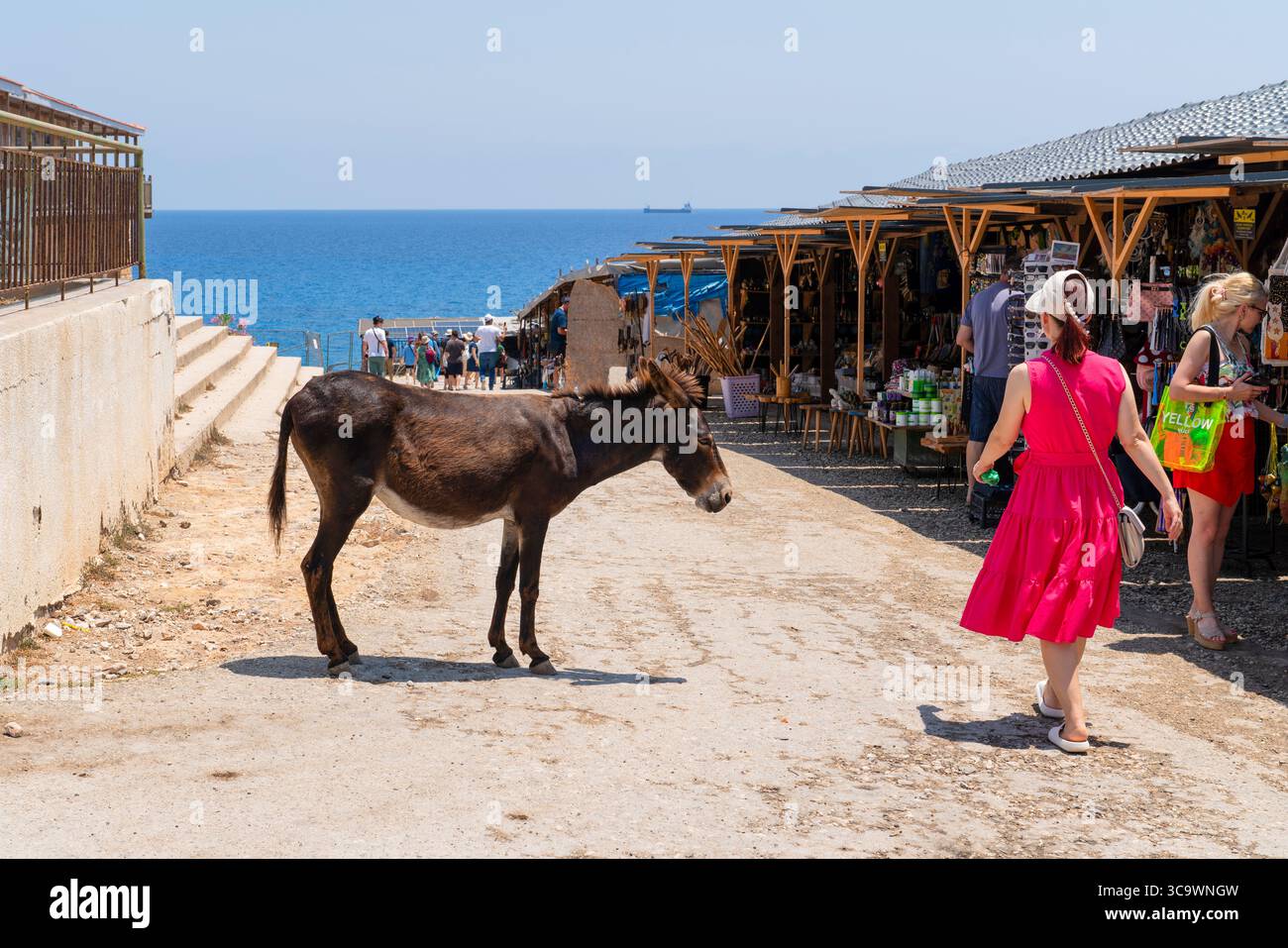 Dipkarpaz, Penisola di Karpas, Cipro del Nord - 14 luglio 2025: Asini che passeggiano con la gente nel mercato vicino al mare a Dipkarpaz Foto Stock