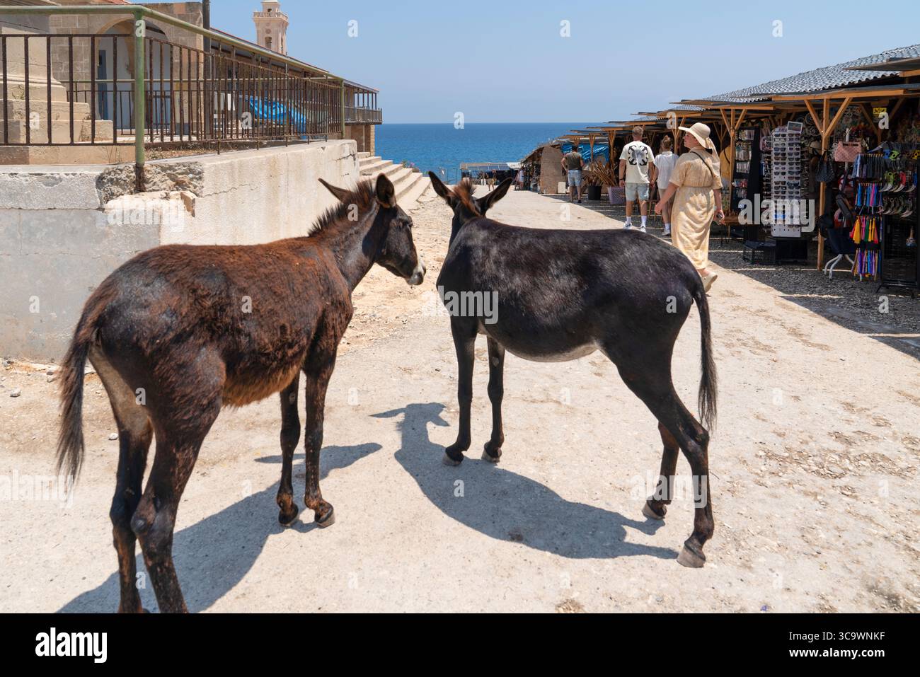 Dipkarpaz, Penisola di Karpas, Cipro del Nord - 14 luglio 2025: Asini che passeggiano con la gente nel mercato vicino al mare a Dipkarpaz Foto Stock