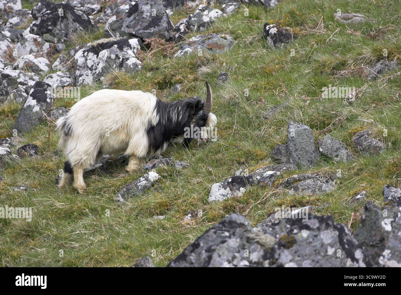 Feral capra Valle Findhorn in Scozia Foto Stock