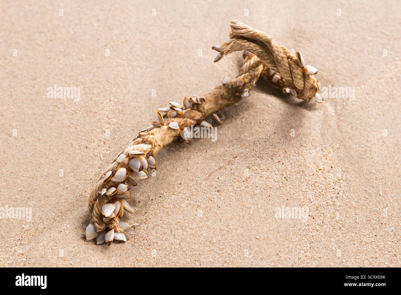 I barnacoli d'oca o quelli a collo d'oca sulla corda marina sulla spiaggia di sabbia. Foto Stock