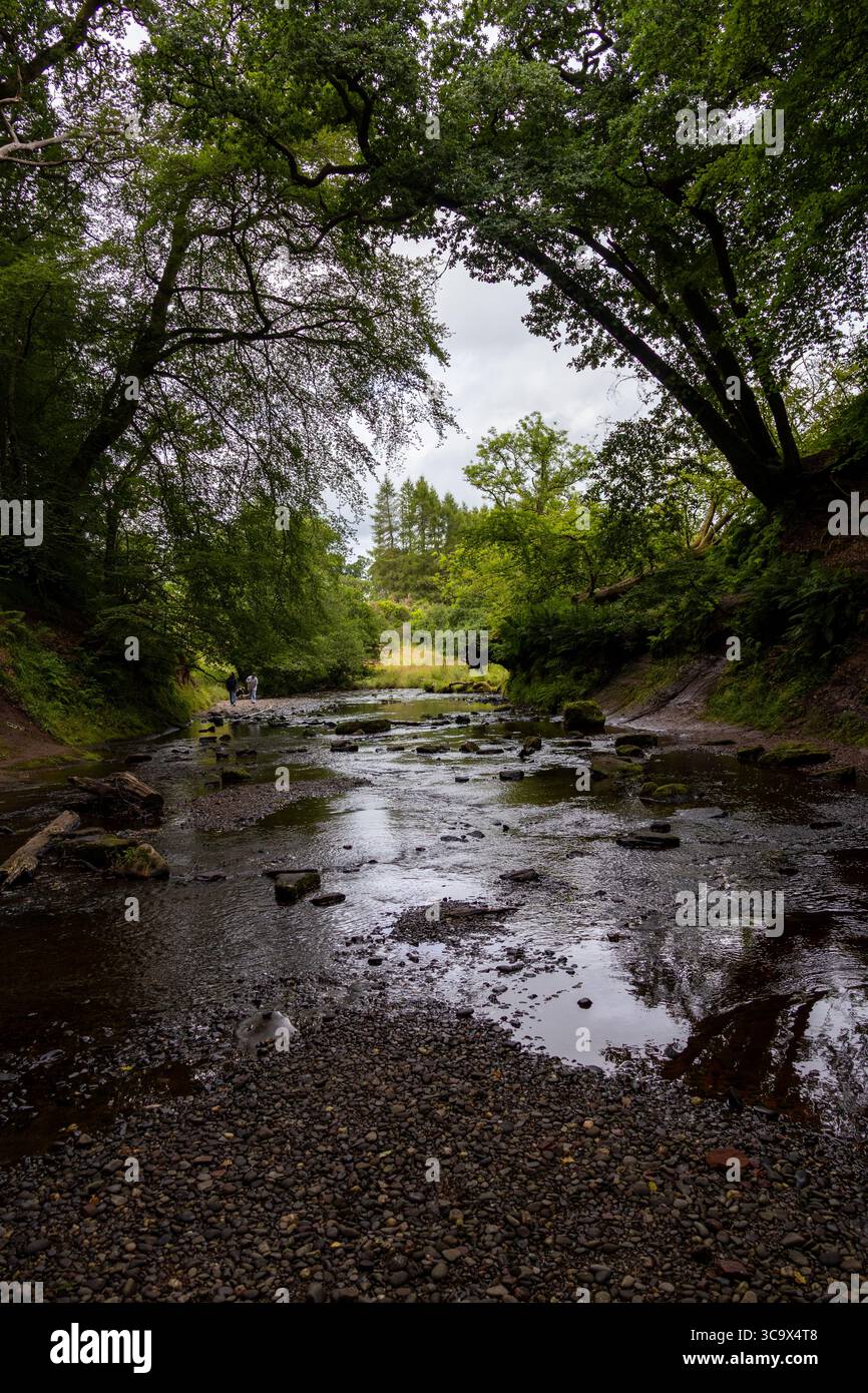 Basso letto fluviale sotto una fitta tettoia verde, con acqua riflettente e un primo piano roccioso. Un ambiente naturale tranquillo, ideale per passeggiate tranquille e sce Foto Stock