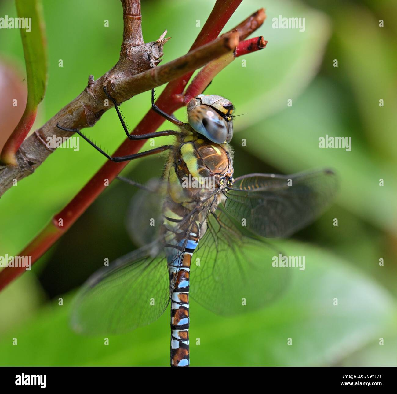 Maschio Common Hawker Dragonfly Foto Stock