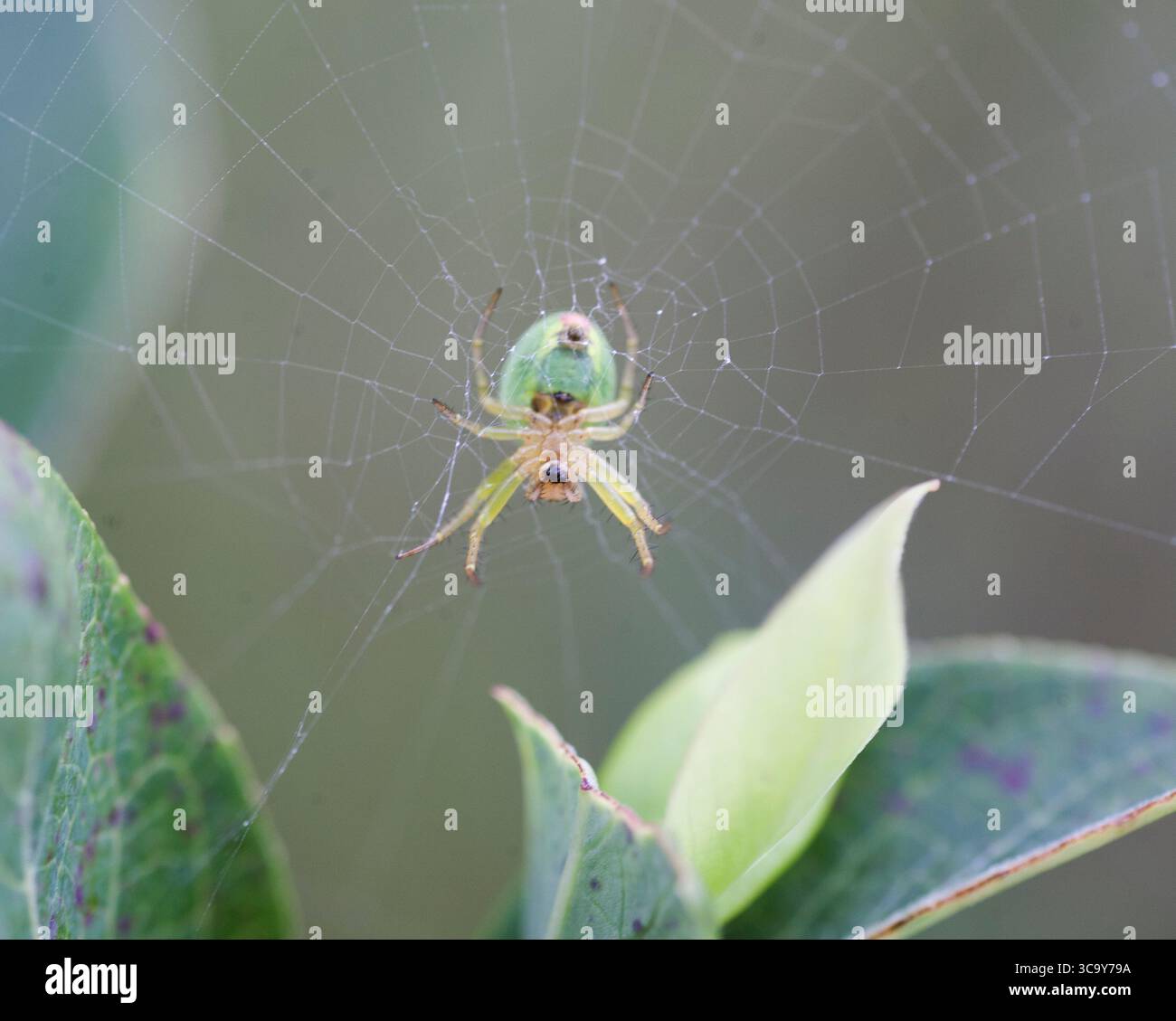 Araniella Lövgurkspindel ragni di arb-weaver Foto Stock