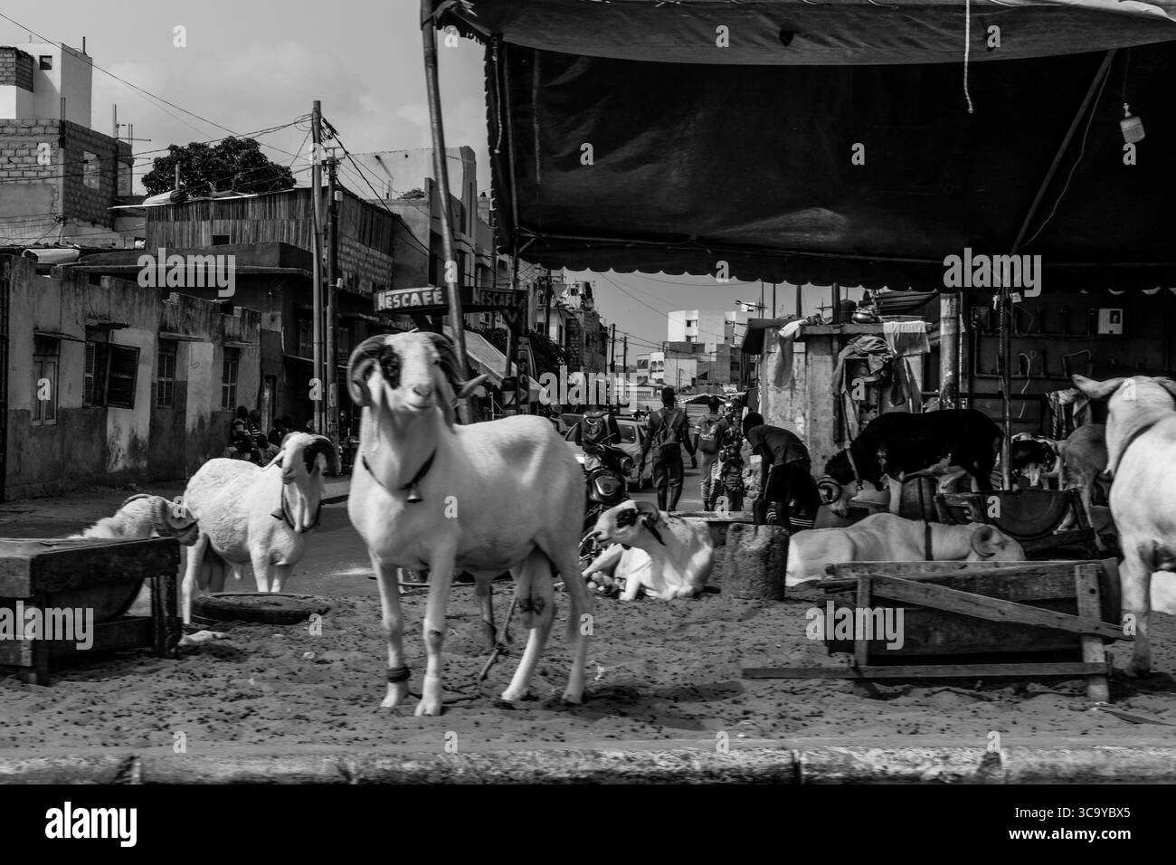 14 maggio 2020, Dakar, Dakar, Senegal: Le pecore sono immagazzinate sul marciapiede in attesa della festa di Eid al-Adha. Si chiama Tabaski nei paesi dell'Africa centrale e occidentale con una grande comunità musulmana. (Immagine di credito: © Sadak Souici/ZUMA Press Wire) Foto Stock