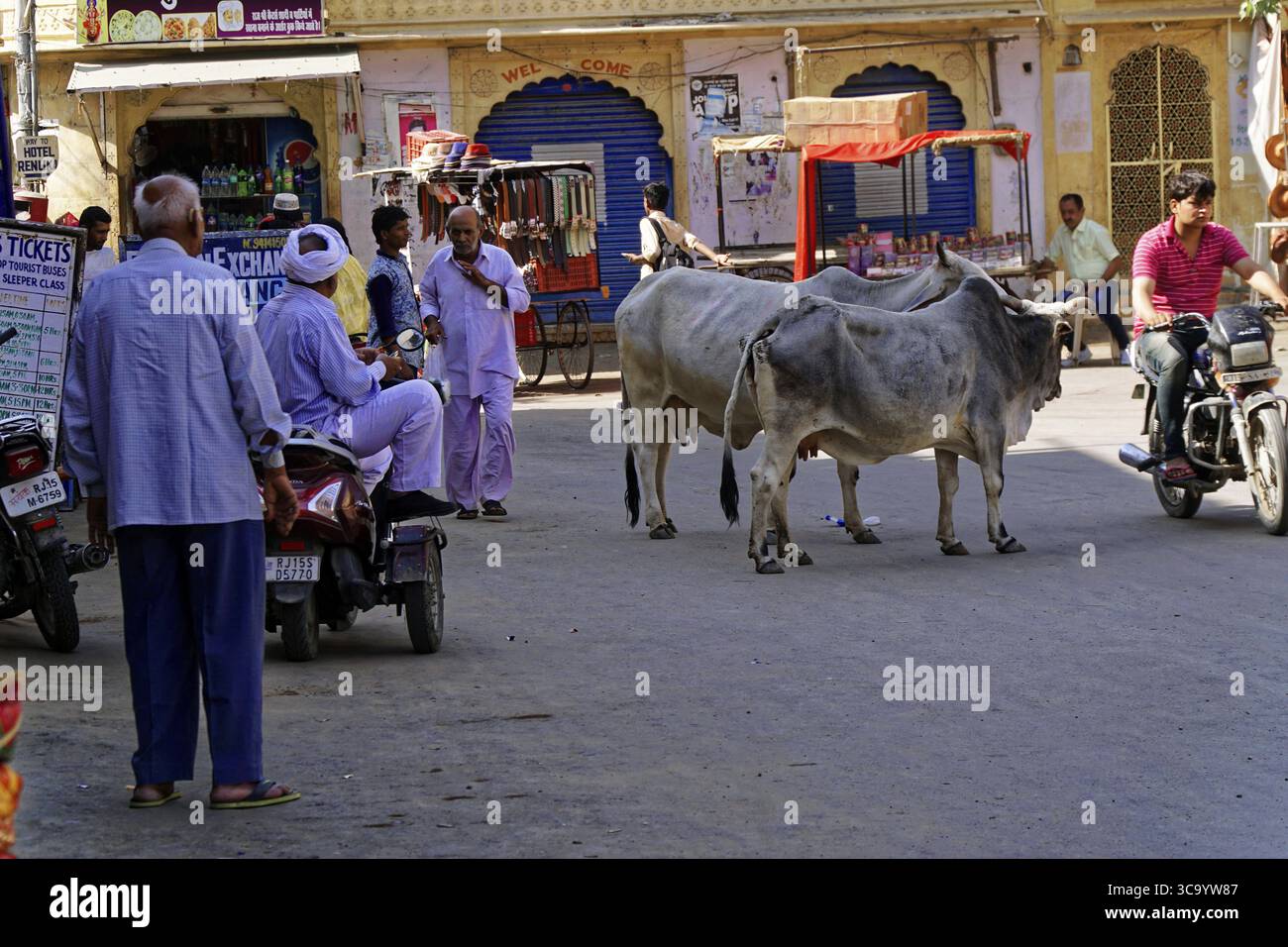 Bestiame che si trova casualmente in una strada urbana trafficata con persone e veicoli, Jaisalmer, deserto di Kuri, Rajasthan, India settentrionale, India Foto Stock