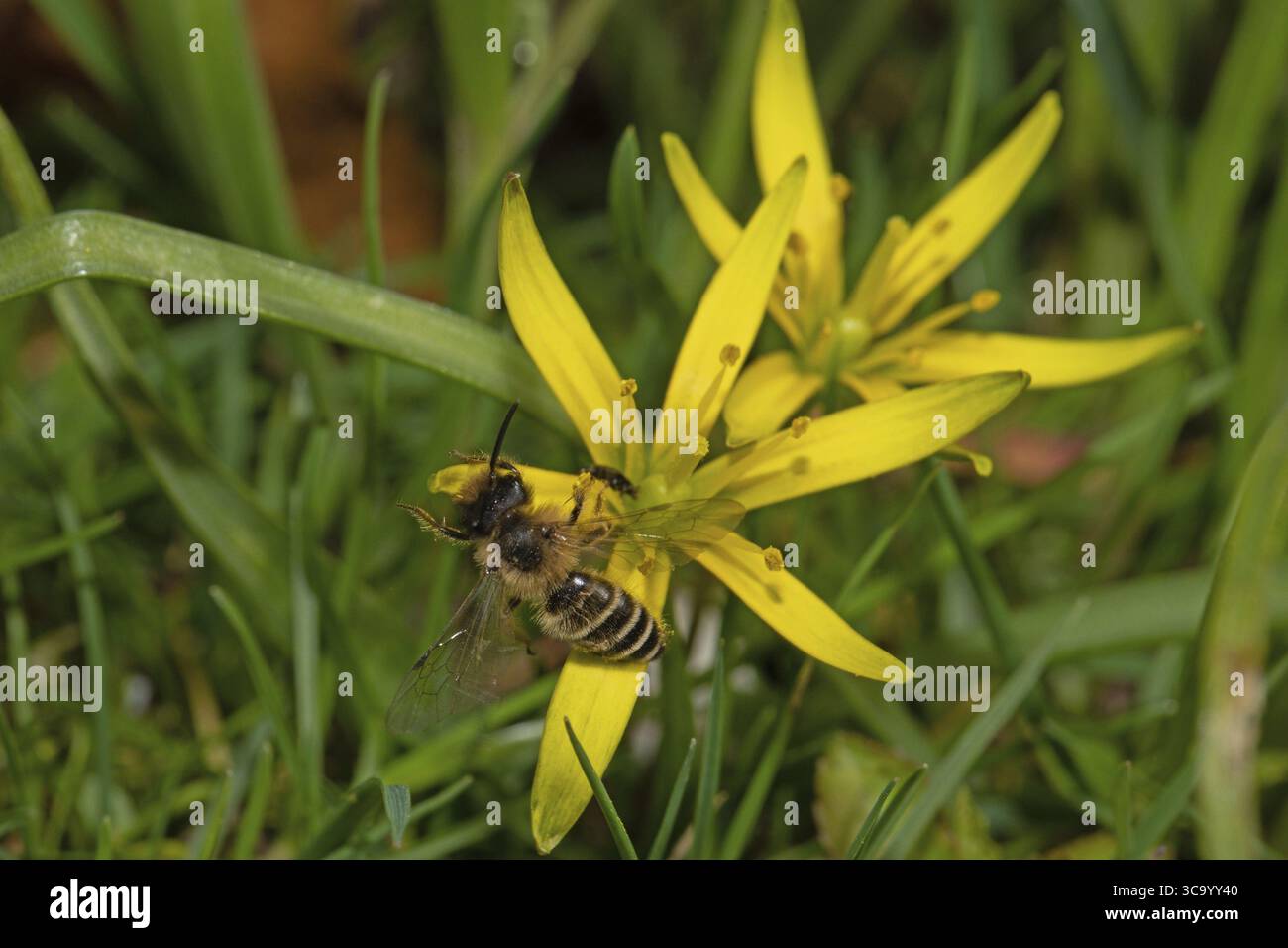 aster giallo prato due bastoncini con foglie verdi e fiori gialli aperti uno accanto all'altro e ape, Buchhofen, Baviera, Germania Foto Stock