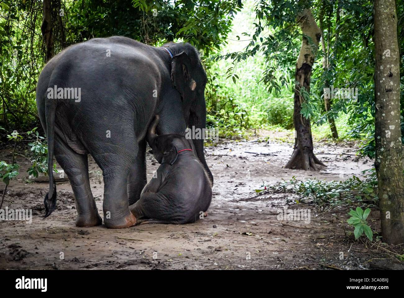 gli elefanti nella natura con un tono drammatico Foto Stock