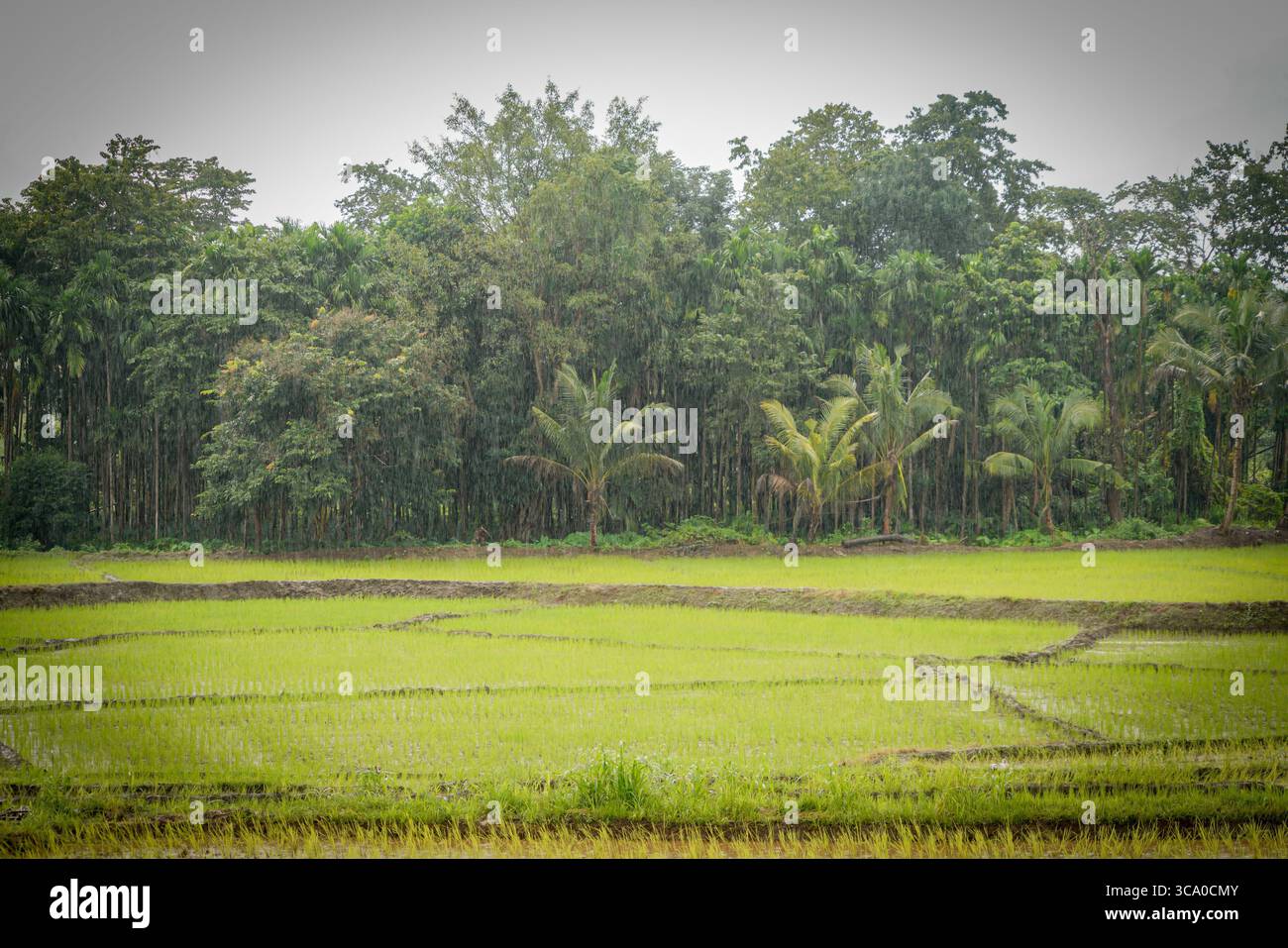 l'atmosfera del campo verde con toni drammatici Foto Stock