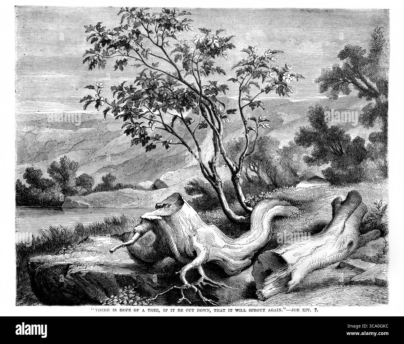 Illustrazione di JobXIV.7 c'è speranza di un albero, se tagliato che germoglierà di nuovo significando nuova vita dall'Antico XIX secolo il Santo Foto Stock