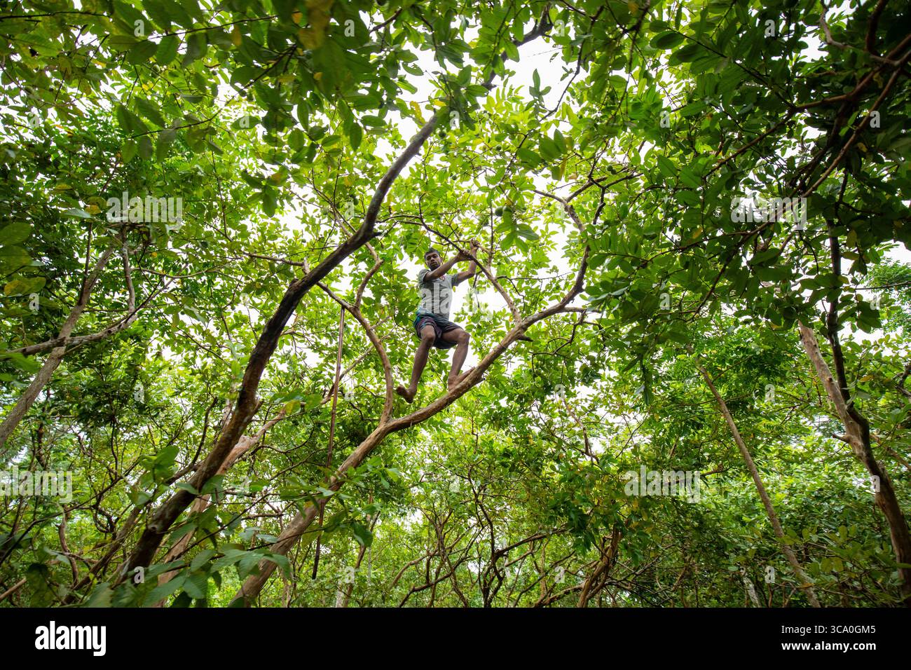 Pirojpur, Bangladesh - 3 agosto 2018: Veduta di un uomo in mezzo a un fitto e vibrante fogliame verde, arrampicandosi in alto nel baldacchino, la luce del sole che si libra tra le foglie. Foto Stock