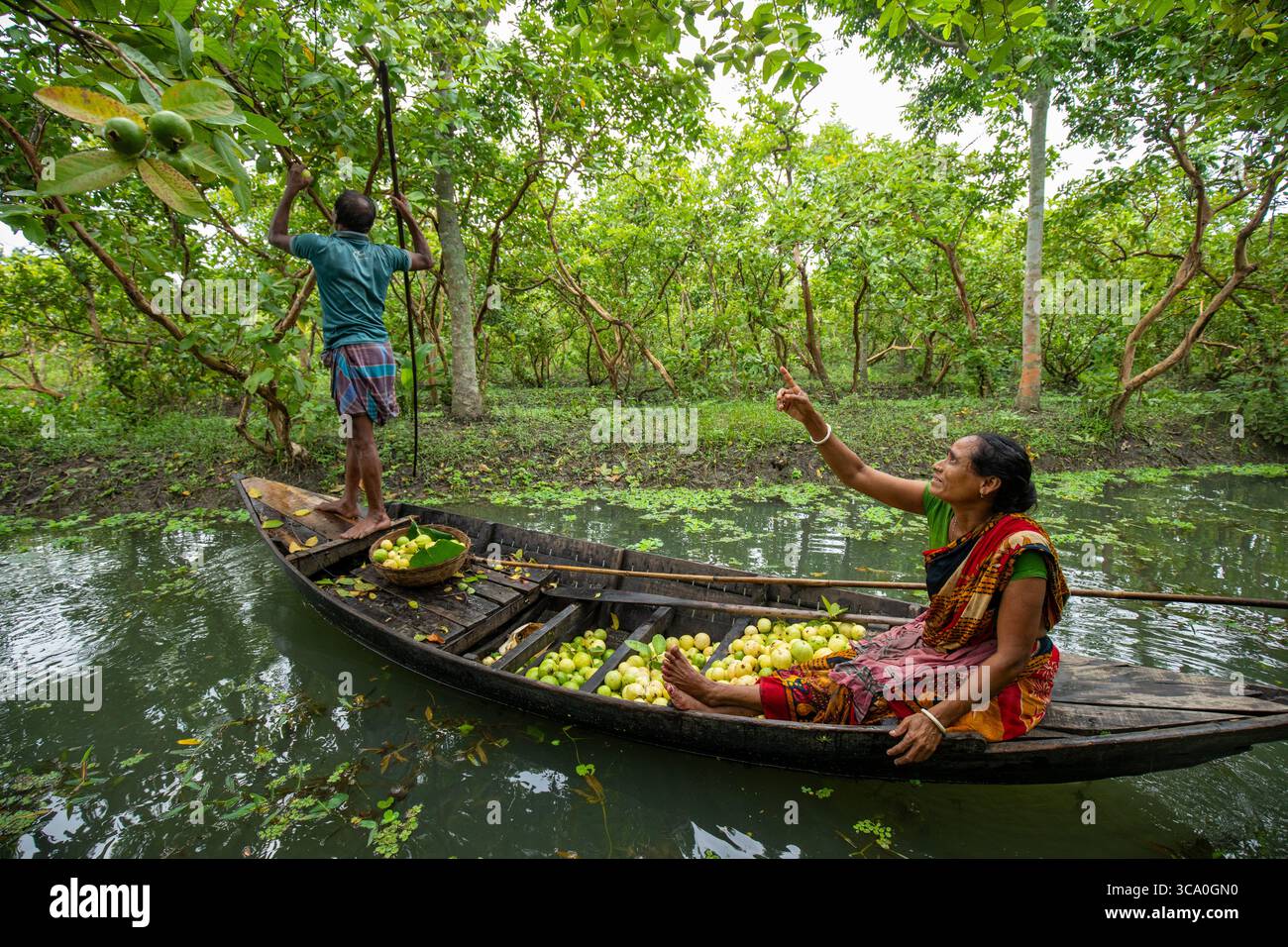 Pirojpur, Bangladesh - 3 agosto 2018: La vista di un uomo che raccoglie guava come una donna sulla barca punta verso il rigoglioso e verdeggiante frutteto di guava riflesso Foto Stock