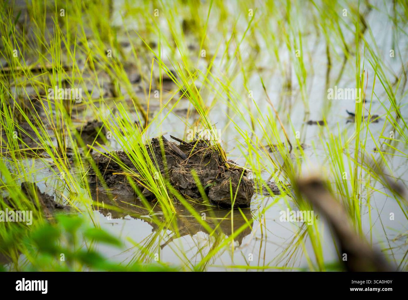 l'atmosfera del campo verde con toni drammatici Foto Stock