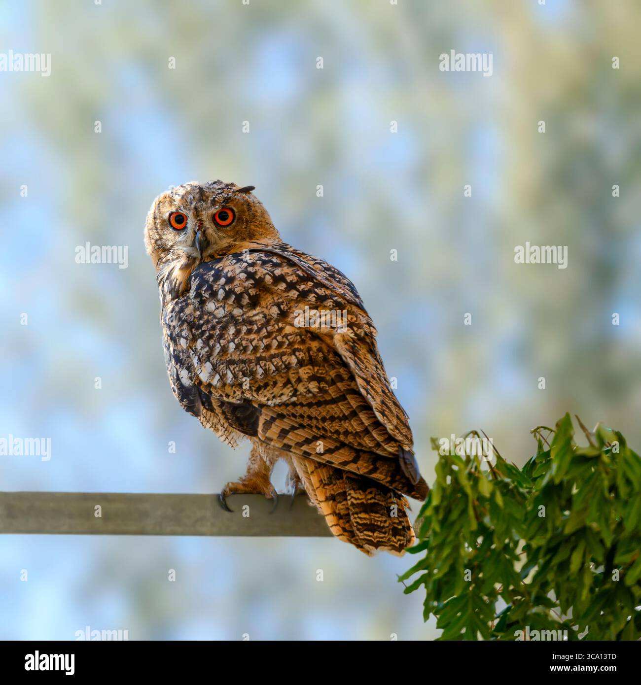 Primo piano ritratto di un gufo eurasiatico (bubo bubo) con grandi occhi arancioni ipnotici Foto Stock
