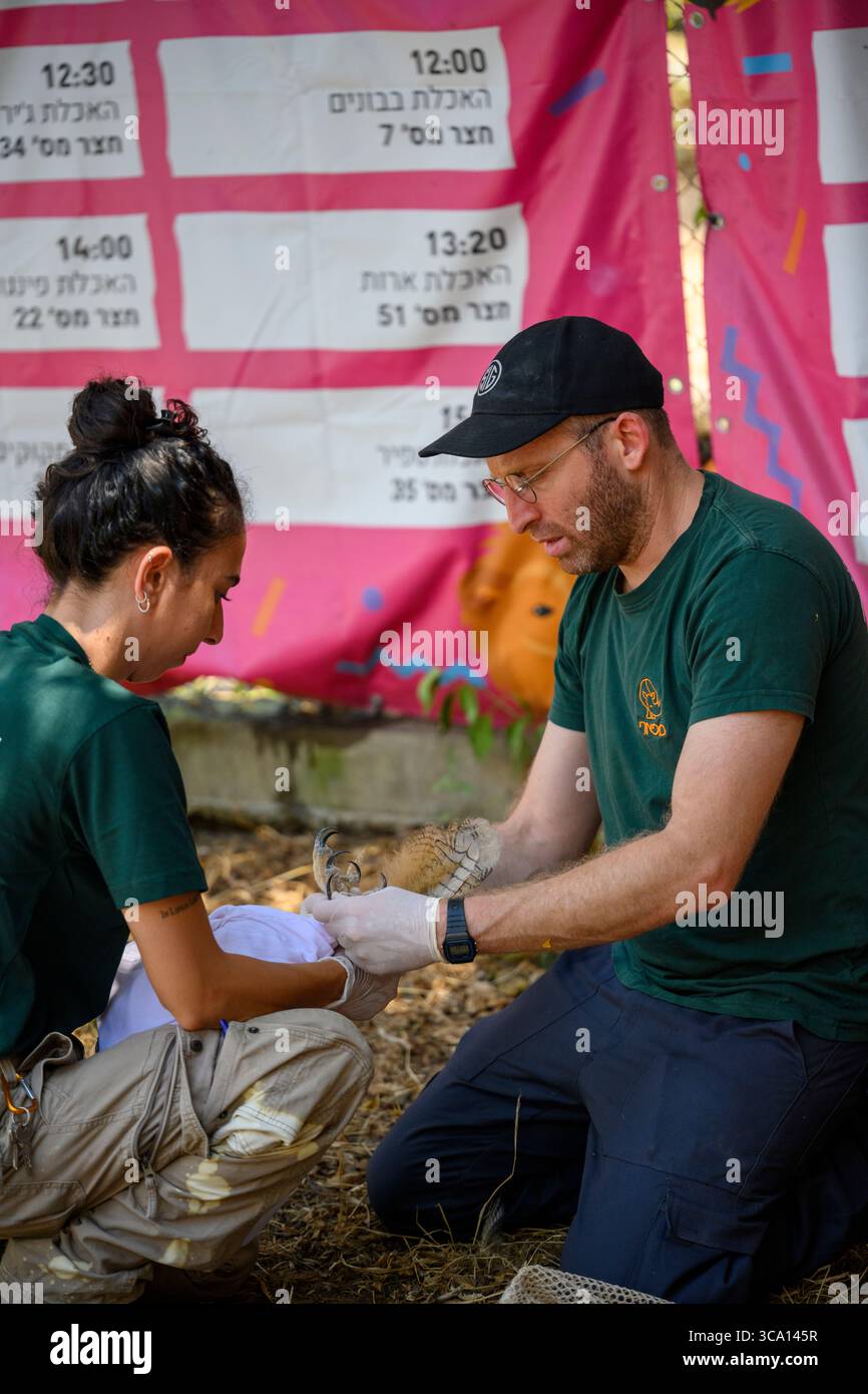 Il personale veterinario sta ispezionando e curando un gufo eurasiatico ricoverato (bubo bubo) fotografato presso l'Israeli Wildlife Hospital, Ramat Gan, i Foto Stock