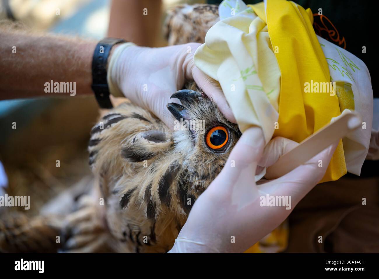 Il personale veterinario sta ispezionando e curando un gufo eurasiatico ricoverato (bubo bubo) fotografato presso l'Israeli Wildlife Hospital, Ramat Gan, i Foto Stock