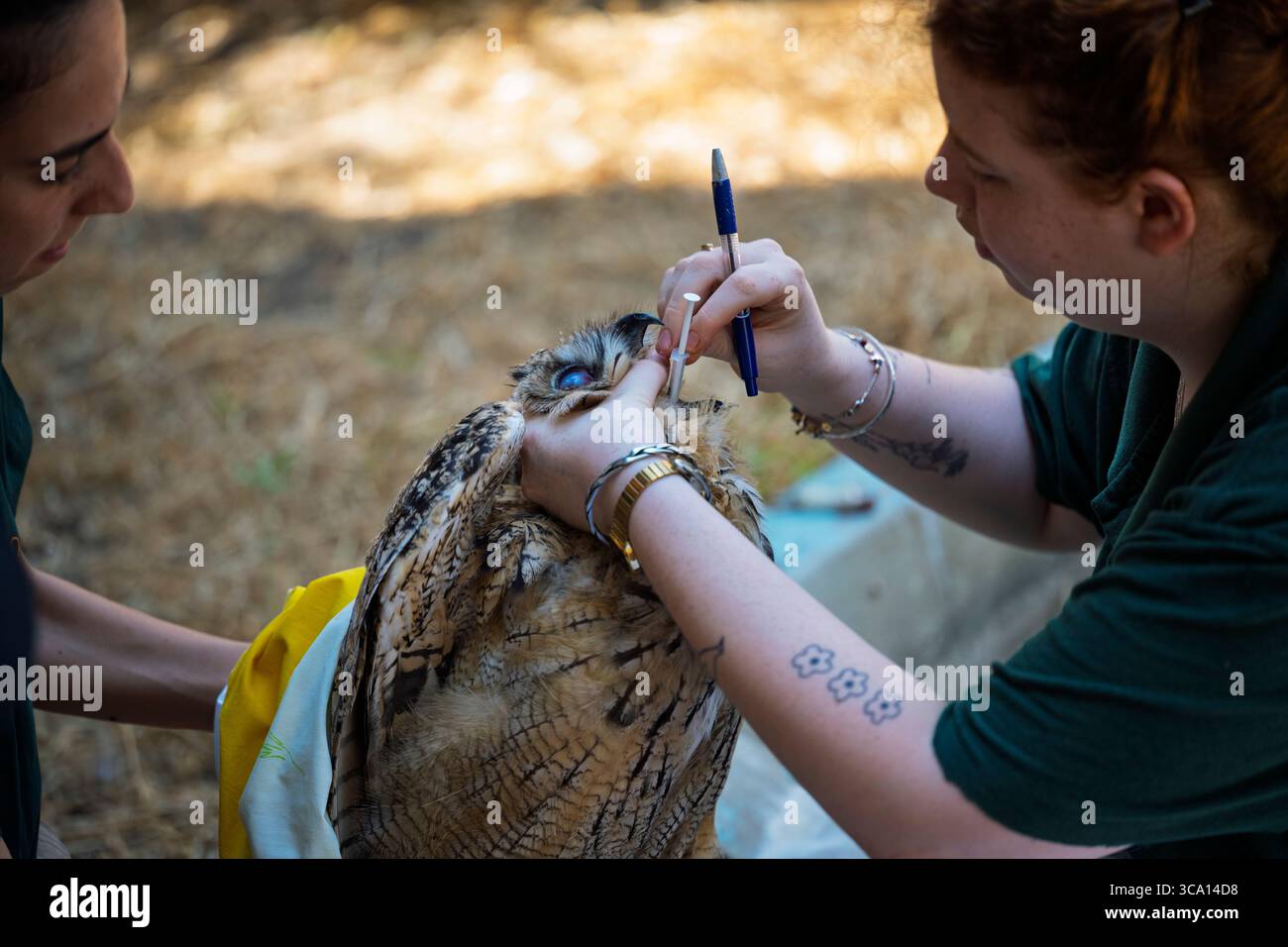 Il personale veterinario sta ispezionando e curando un gufo eurasiatico ricoverato (bubo bubo) fotografato presso l'Israeli Wildlife Hospital, Ramat Gan, i Foto Stock