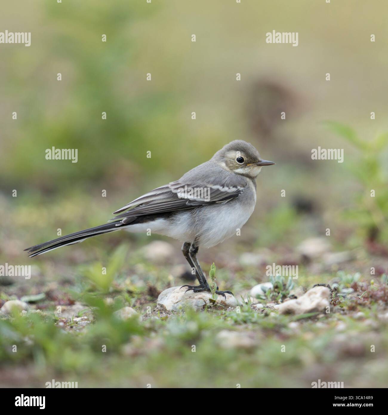 Giovane coda di cavallo / Bachstelze (Motacilla alba) nel suo habitat naturale, nella fauna selvatica, in Europa. Foto Stock