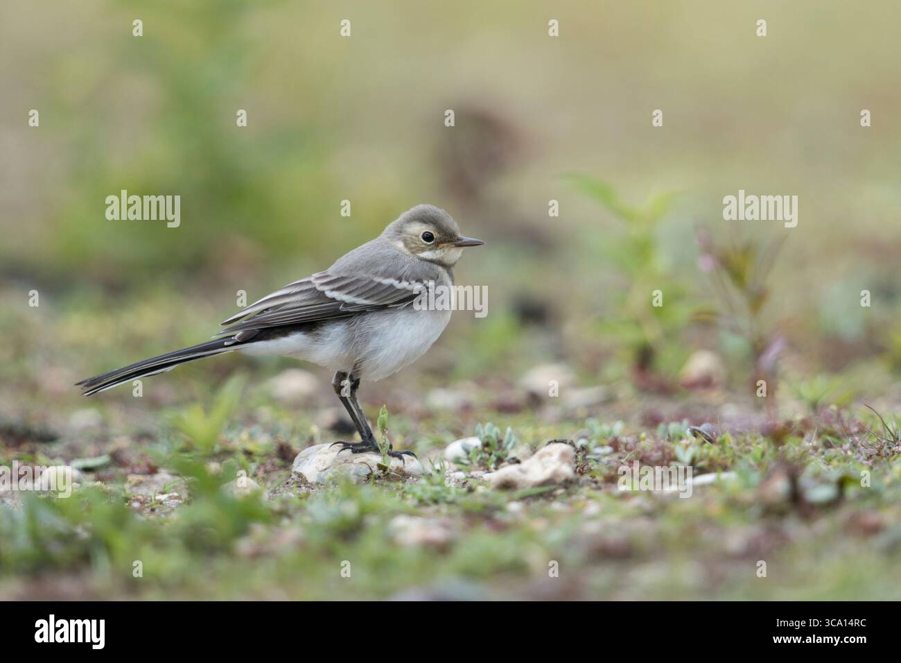 Giovane coda di cavallo / Bachstelze (Motacilla alba) nel suo habitat naturale, nella fauna selvatica, in Europa. Foto Stock