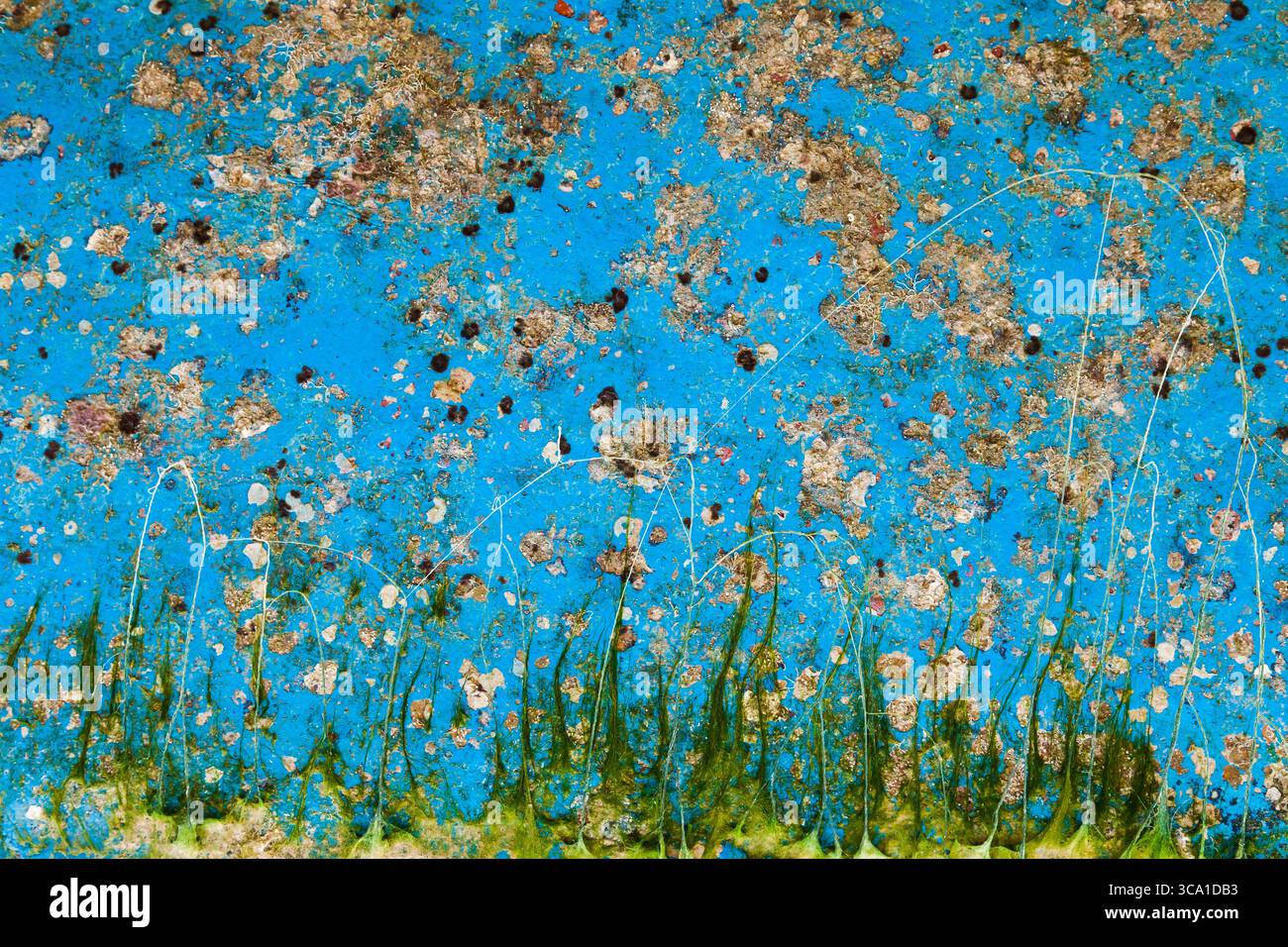 Scafo dello yacht ricoperto di vegetazione dopo un lungo soggiorno in acqua. Organismi marini sullo scafo e alghe verdi. Foto Stock