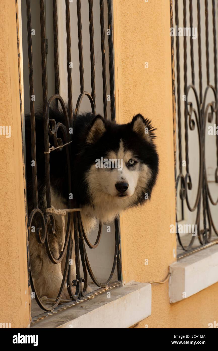 Un momento affascinante per catturare un cane curioso che sbircia attraverso le barre di ferro ornate, combinando personalità giocosa con design architettonico Foto Stock