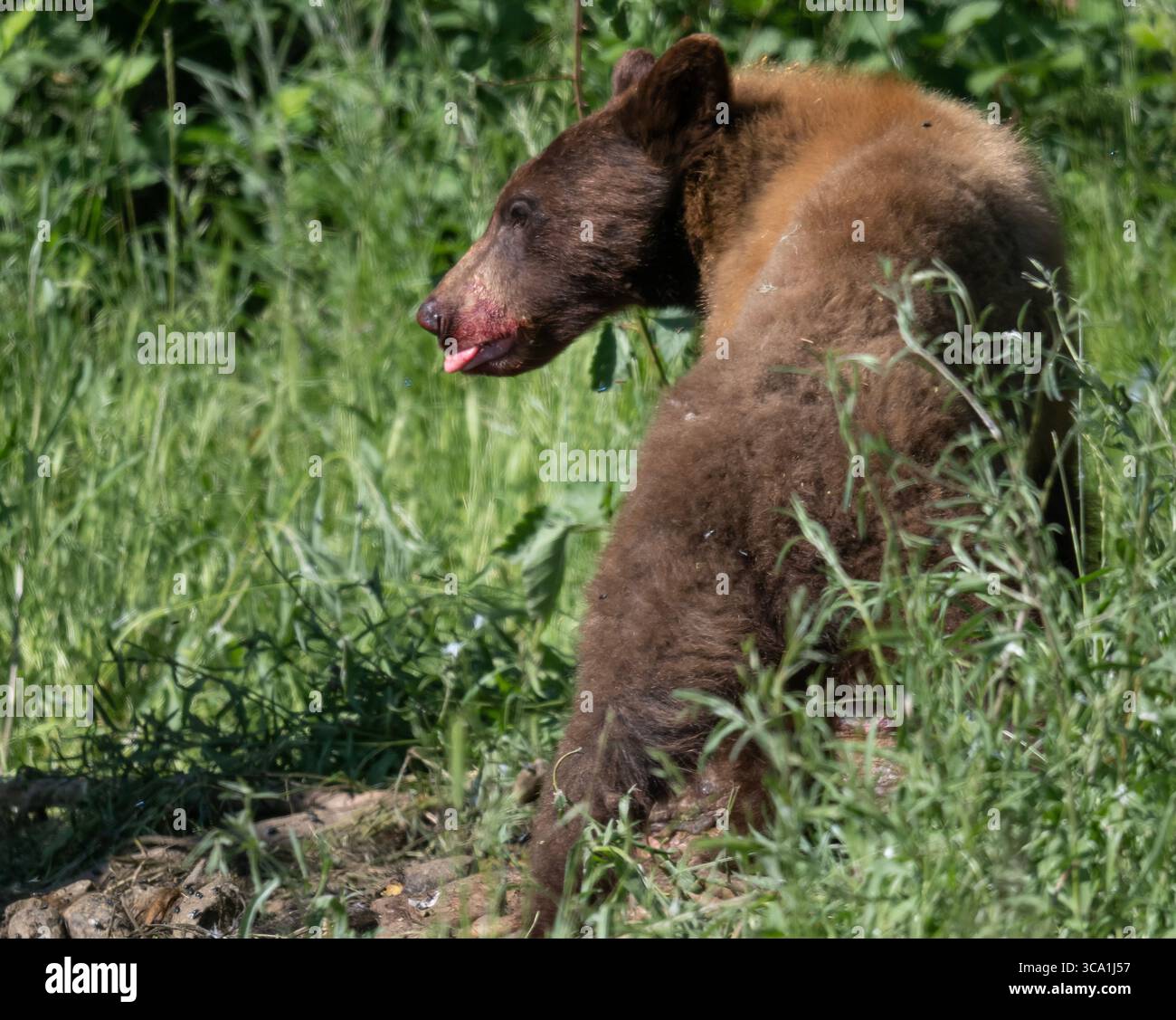4 giugno 2023, Elkton, Oregon, Stati Uniti: Un orso nero di colore oro si nutre dei resti di una mucca morta su una collina vicino a Elkton, nell'Oregon rurale sud-occidentale. Gli orsi neri sono disponibili in più colori di qualsiasi altro mammifero nordamericano. Nel terzo orientale del Nord America, la maggior parte degli orsi neri sono di colore nero profondo, e circa un quarto di loro sfoggia un bagliore bianco. Più a ovest si va, più è probabile che si possa vedere marrone, cannella, abbronzatura o bionda. (Immagine di credito: © Robin Loznak/ZUMA Press Wire) Foto Stock