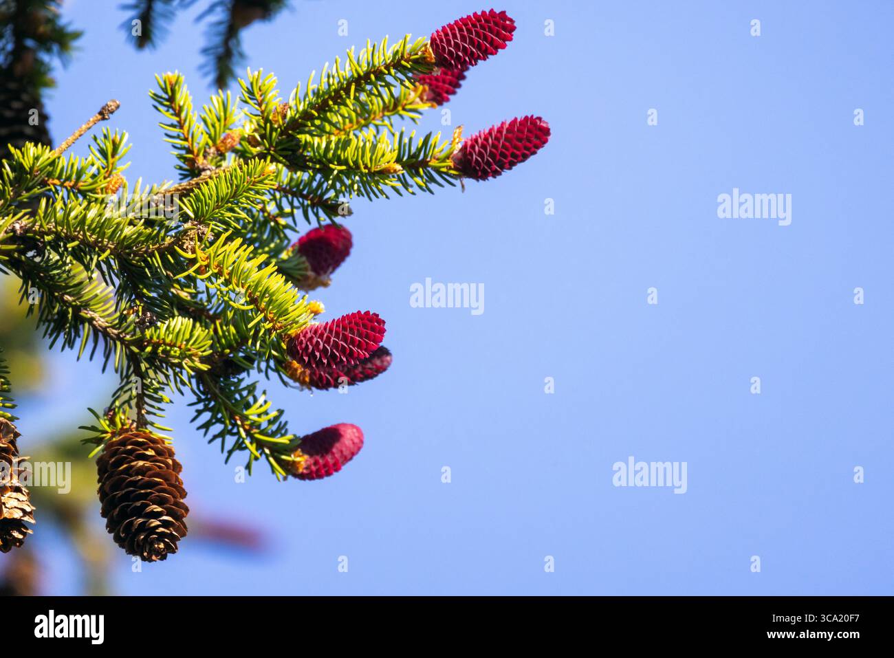 Un vivace ramo sempreverde con aghi verdi caratterizzati da colorate creste di coni di abete rosso, raffigurati su un cielo azzurro e limpido, che rappresenta il beau naturale Foto Stock