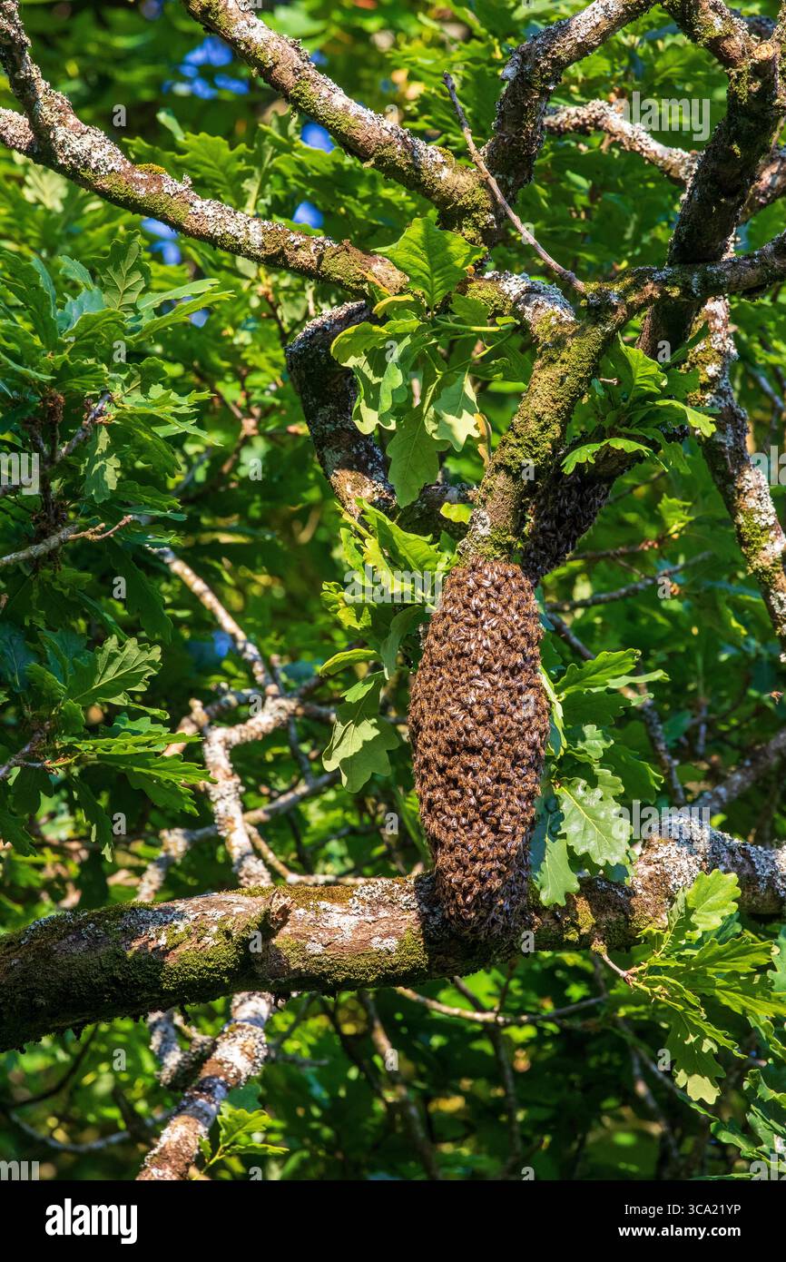 Uno sciame di api mellifere Foto Stock