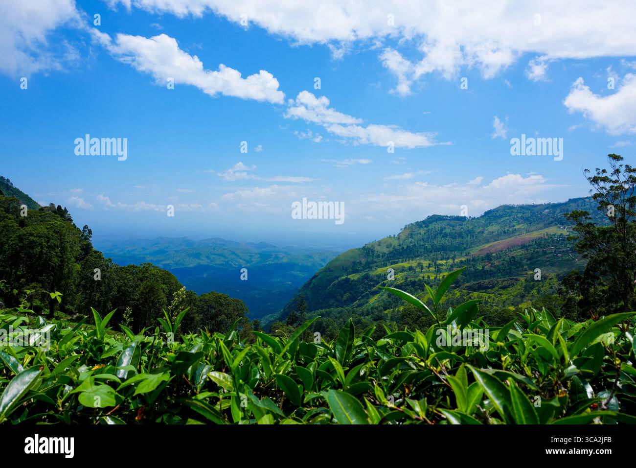 Lipton Seat, Sri Lanka Foto Stock