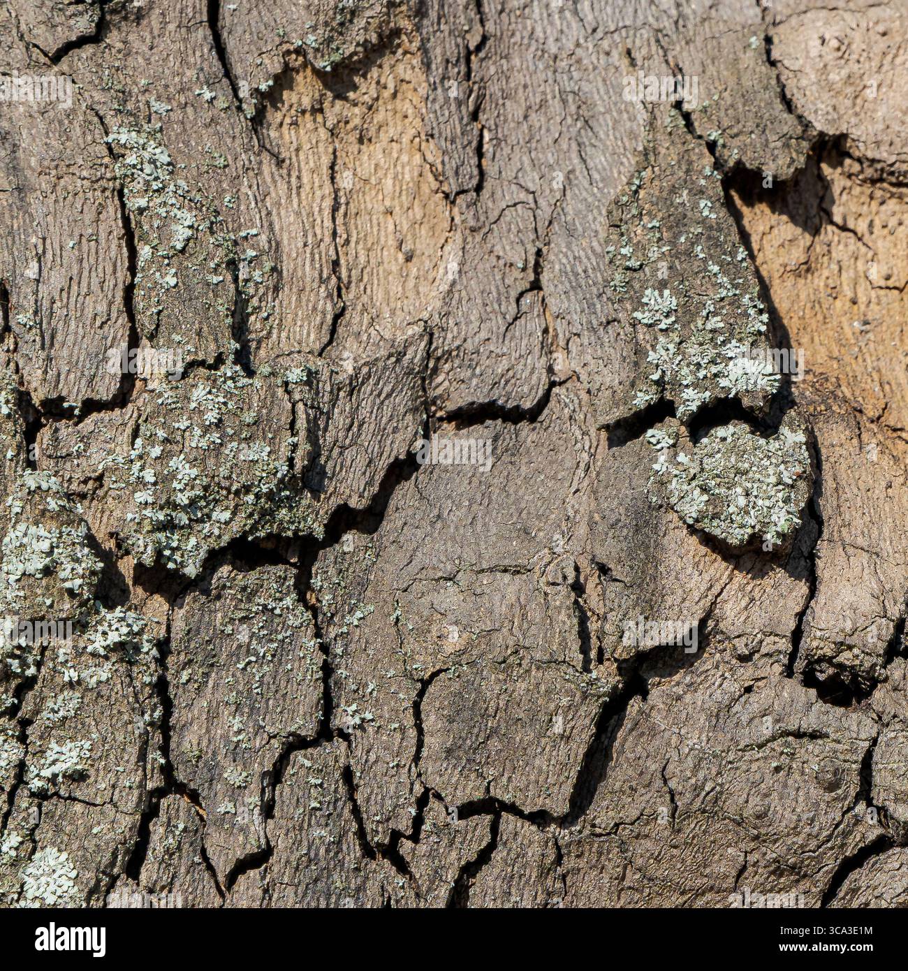 Primo piano della corteccia degli alberi incrinata con una sottile crescita di Lichen in luce naturale Foto Stock