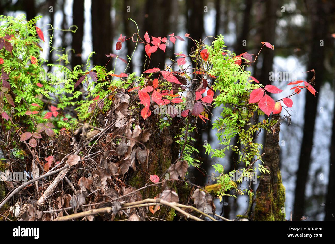 Edera velenosa nei colori autunnali con riflessi nell'acqua. Una palude della Florida in autunno. Foto Stock